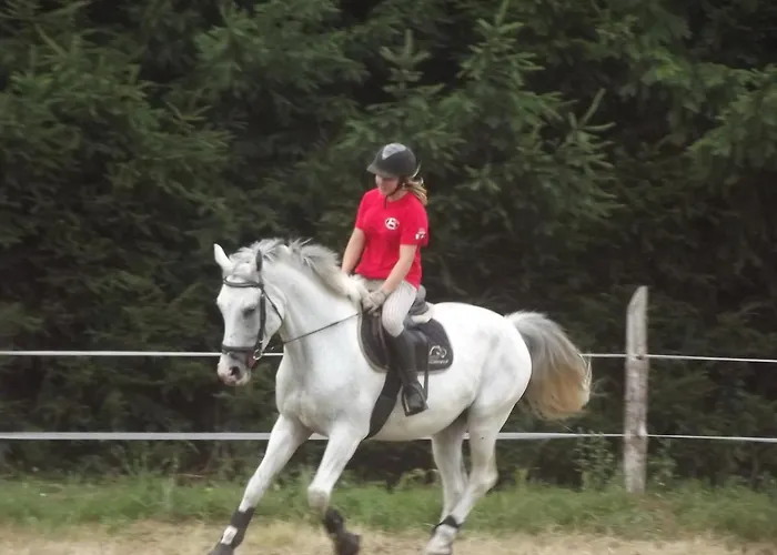 Modrzewie * Goleniów